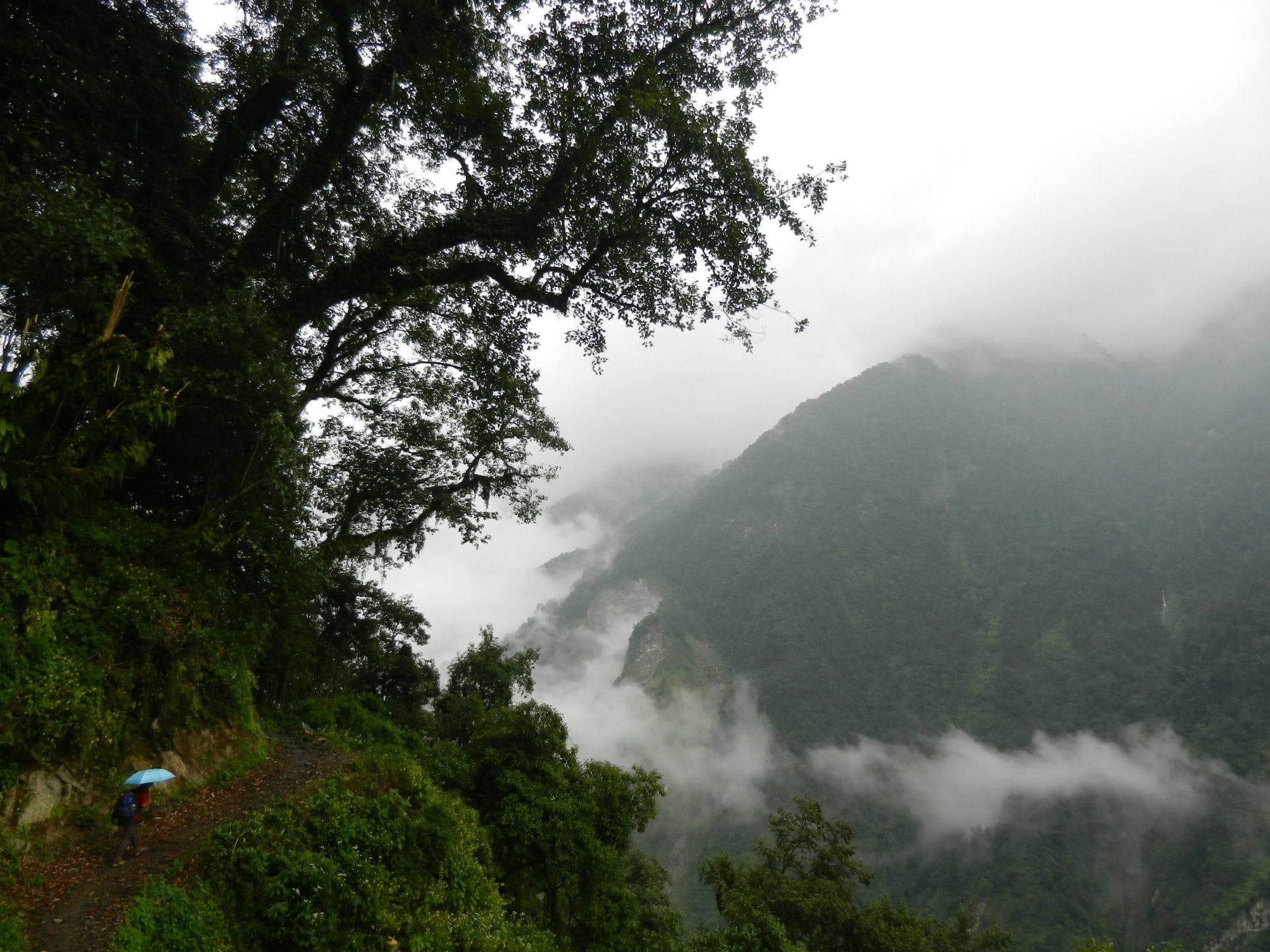 almost raining in the forest